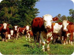 9. What mammals does God permit humans to eat?